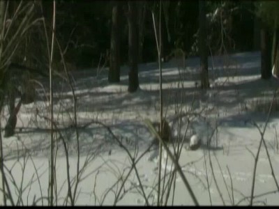 Чудо на час.