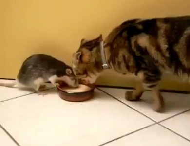 Киска + крыска + миска