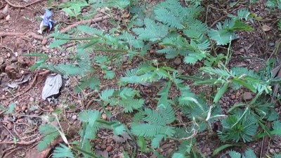 все таже плантация