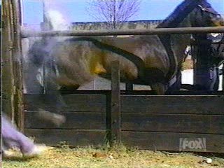 Лошадь удар копытом