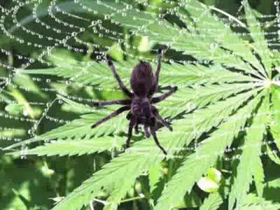 примерно_2000_вольт