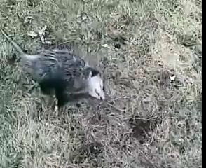 Опоссум притворяется