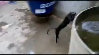 Кот неудачник