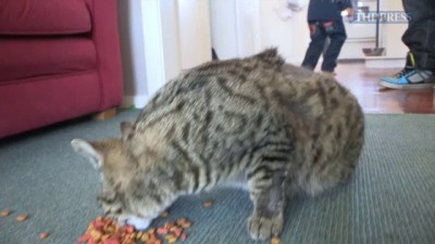 кот со свастикой