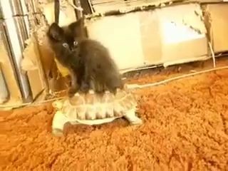 Самый Ленивый Кот На Свете