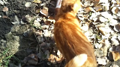 расцветка котика