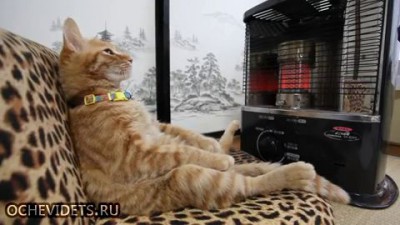 Кот балдеет перед домашним камином