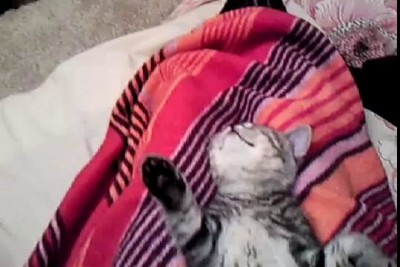 Сладкий сон Ричарда