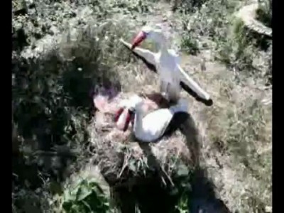 Садовые скульптуры во дворе многоэтажки