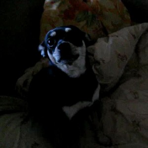 Собакаразбудяка_