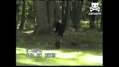 Кот прогнал медведя