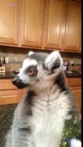 Lemur