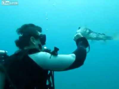 Дайвер спас рыбу-шар