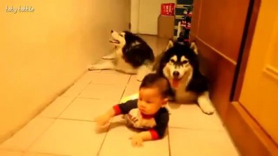 Собаки повторяки