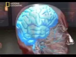 Биомеханика нокаута