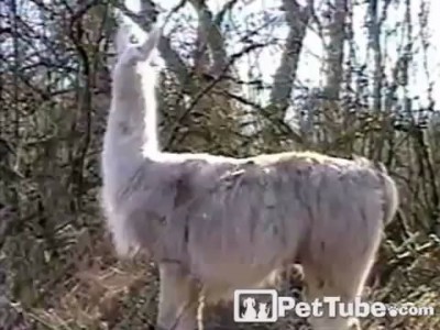 Cow Makes Llama Laugh