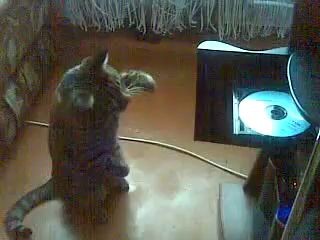 КОТ VS CD ROM