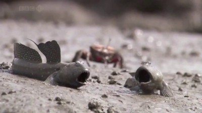 Илистые прыгуны