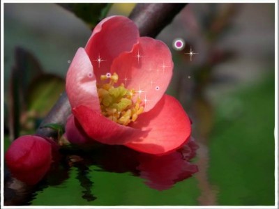 Розовый цветок