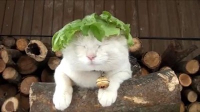 Amazing Lettuce White Cat