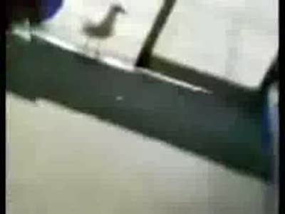 Чайка ворует чипсы