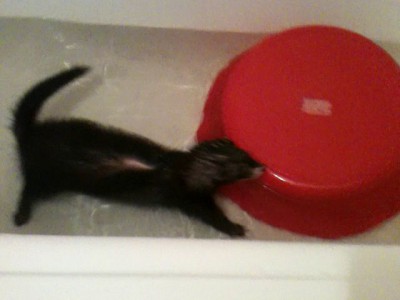 Руди купается