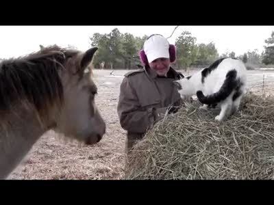 Pony grooms cat