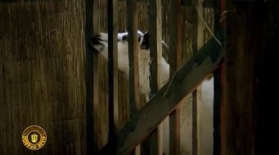 Ноев ковчег