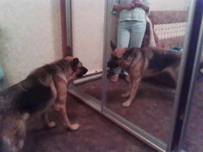 Мартуся VS новый шкаф-купе