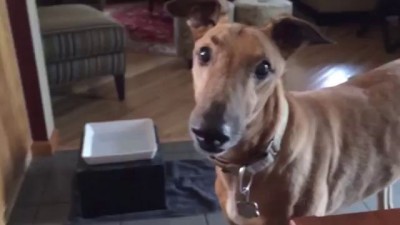 Собака бензопила