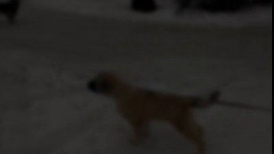 Ездовой кавказец