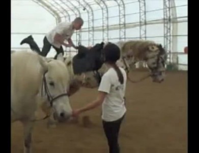 Лошадка испугалась