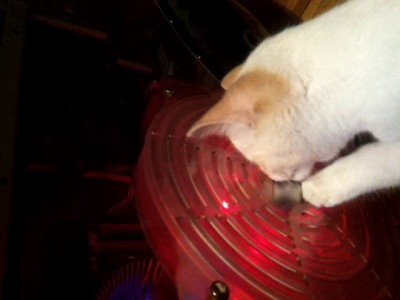 Котейка и куллер