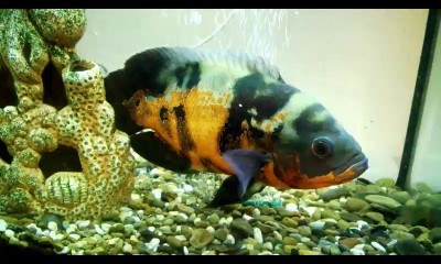 Мой домашний рыб