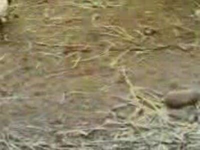 Маска смерти