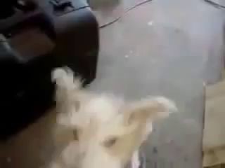 Собака под гелием