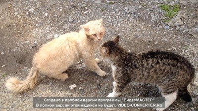 Котобойня