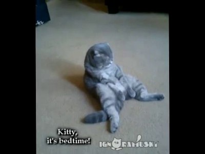 Забавный кот)))