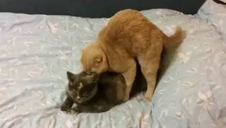 кошачий секс)