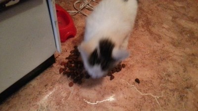 Как я подобрал котэ