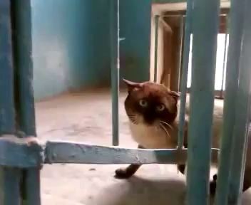 Чего тебе надобана 