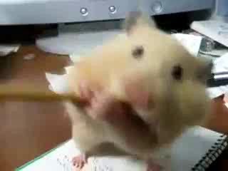 хомяк и карандаш