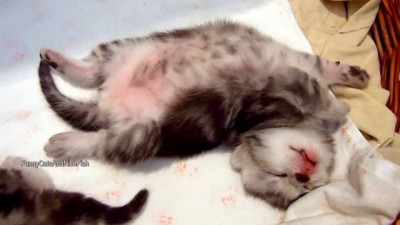 Sleeping Dancing Kittens