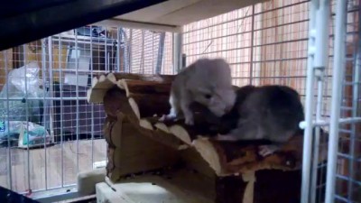 Мои новорожденные шиншилята