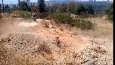 летающая собака