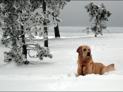 Если бы не было  зимы!