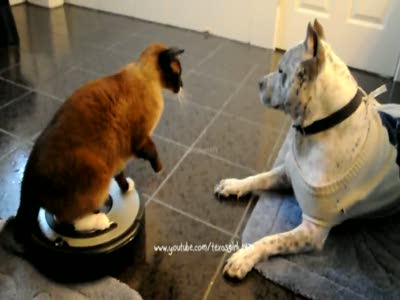 Кот на пылесосе