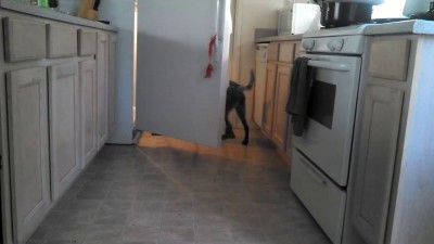 Собака пивоприносяка