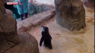 Пингвин учится плавать