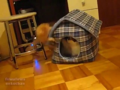 захват кошачего домика